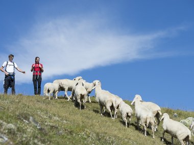 Zwei Wanderer beobachten Schafe auf einem Hügel unter blauem Himmel