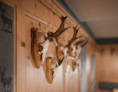 Geweih-Trophäen an Holzwand in rustikalem Raum